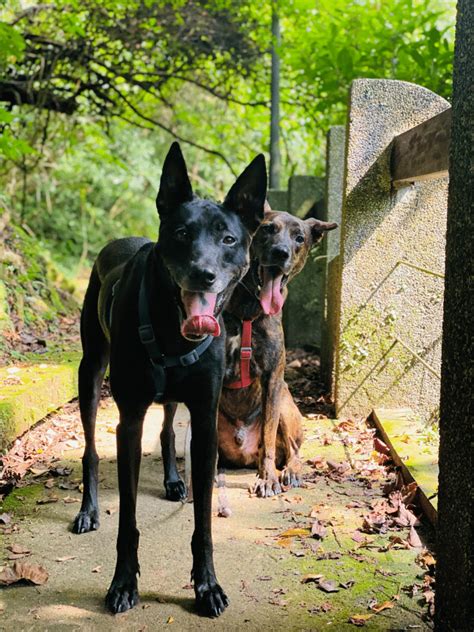 養兩隻狗真的不好嗎|狗界西點軍校生！飼主曬「貴賓狗超自律一天」網看。